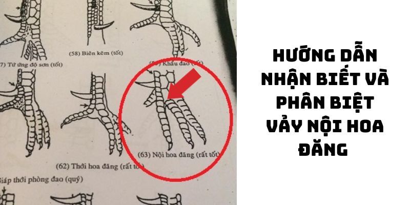 Chọn nội mã hoa đăng để tăng tỷ lệ thắng cược