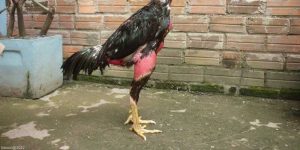 Vảy Gà Chọi Độc - Nhận Diện 5 Loại Vảy Kê Ấn Tượng